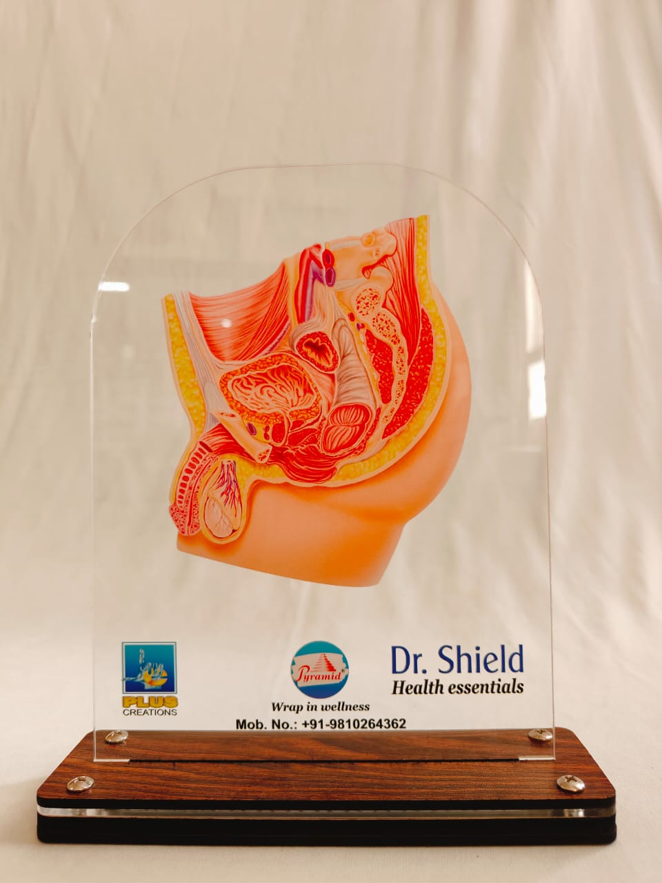 LED Male Reproductive Organ