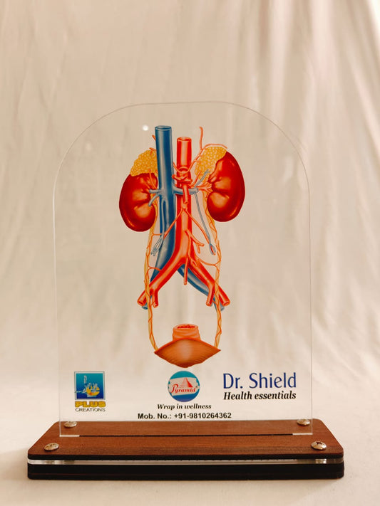 LED KIDNEY DR. SHIELD