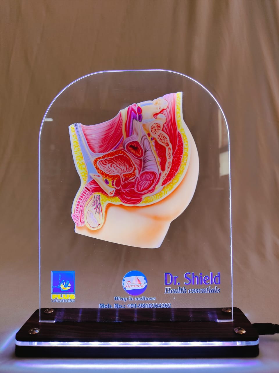 LED Male Reproductive Organ