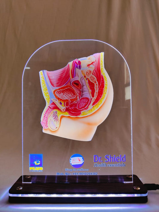 LED Male Reproductive Organ